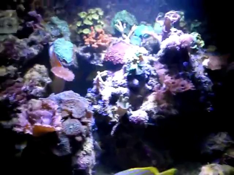 module aqualed x 85