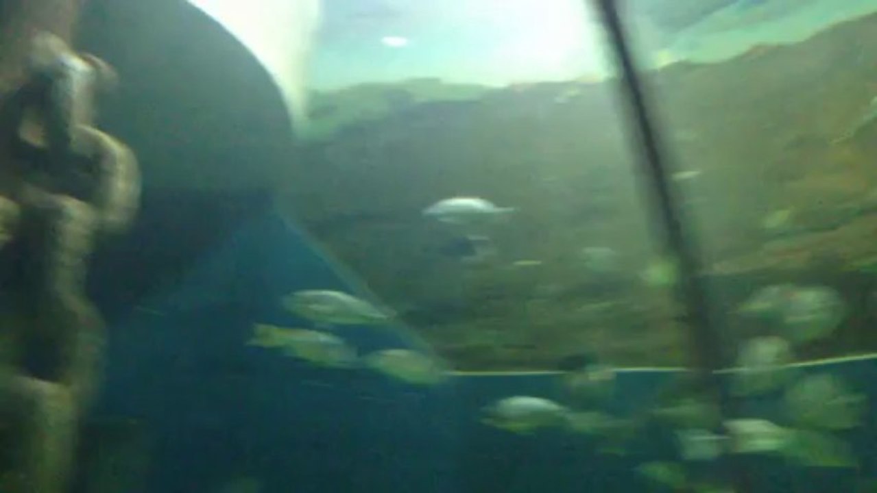 Sharjah Aquarium-4