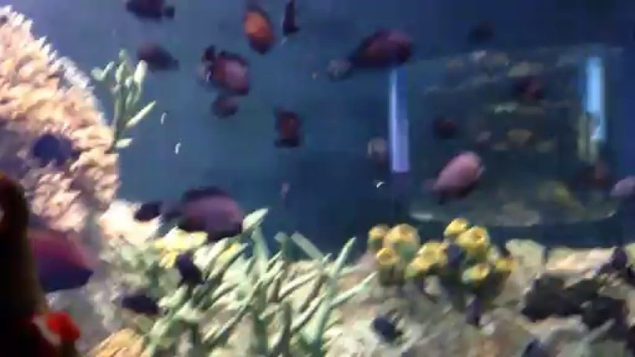 Sharjah Aquarium-9