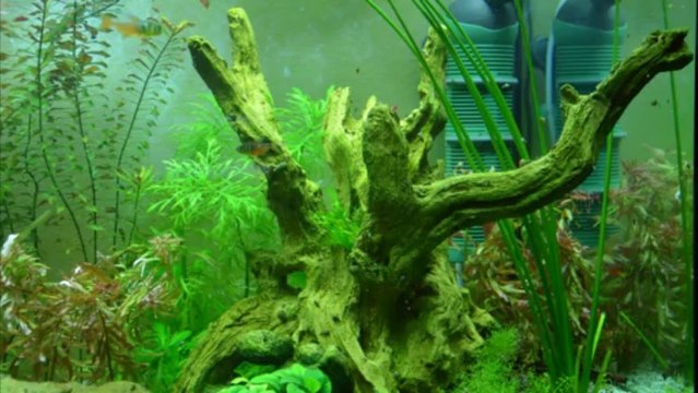 Alevins Apistogramma cacatuoides