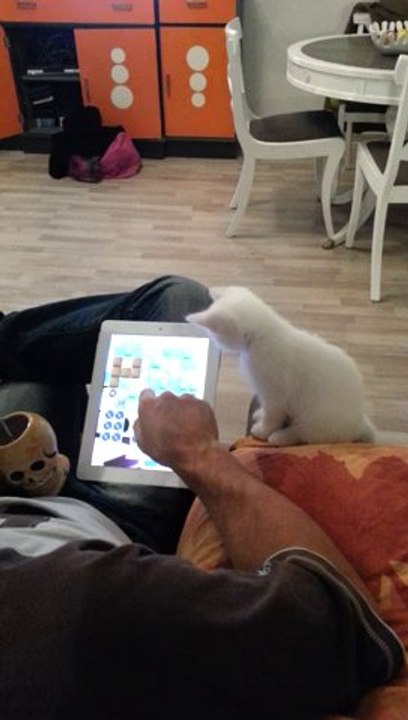 Candy Crush Cat