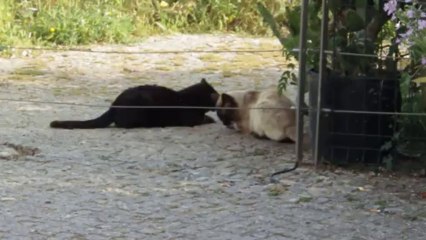 WILD FERAL CATS OF PORTUGAL