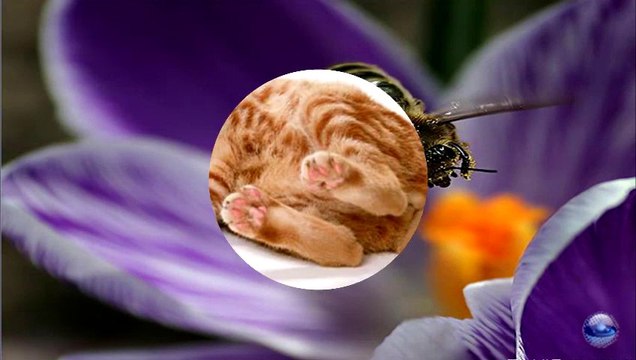 Someone to watch over me - Ray Conniff