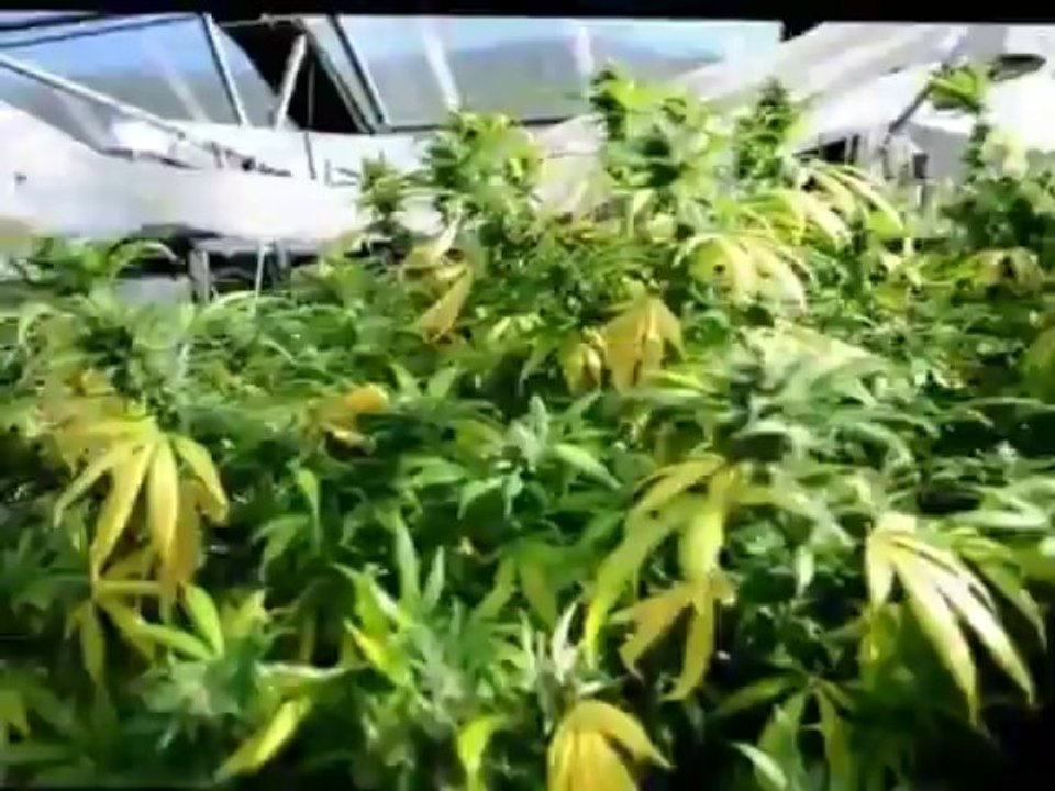 Fremont County Cannabis -The Grow