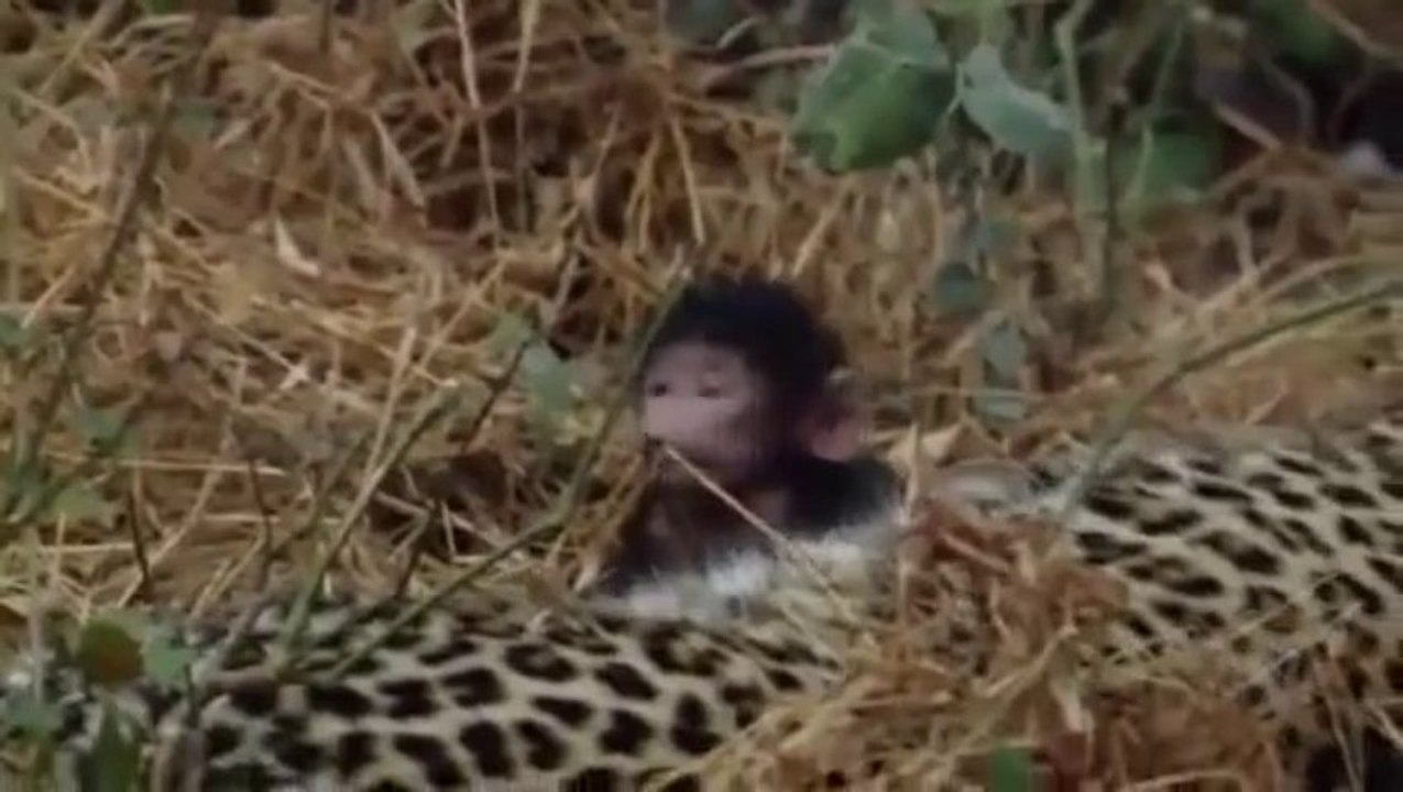 Animals Also Have Emotions