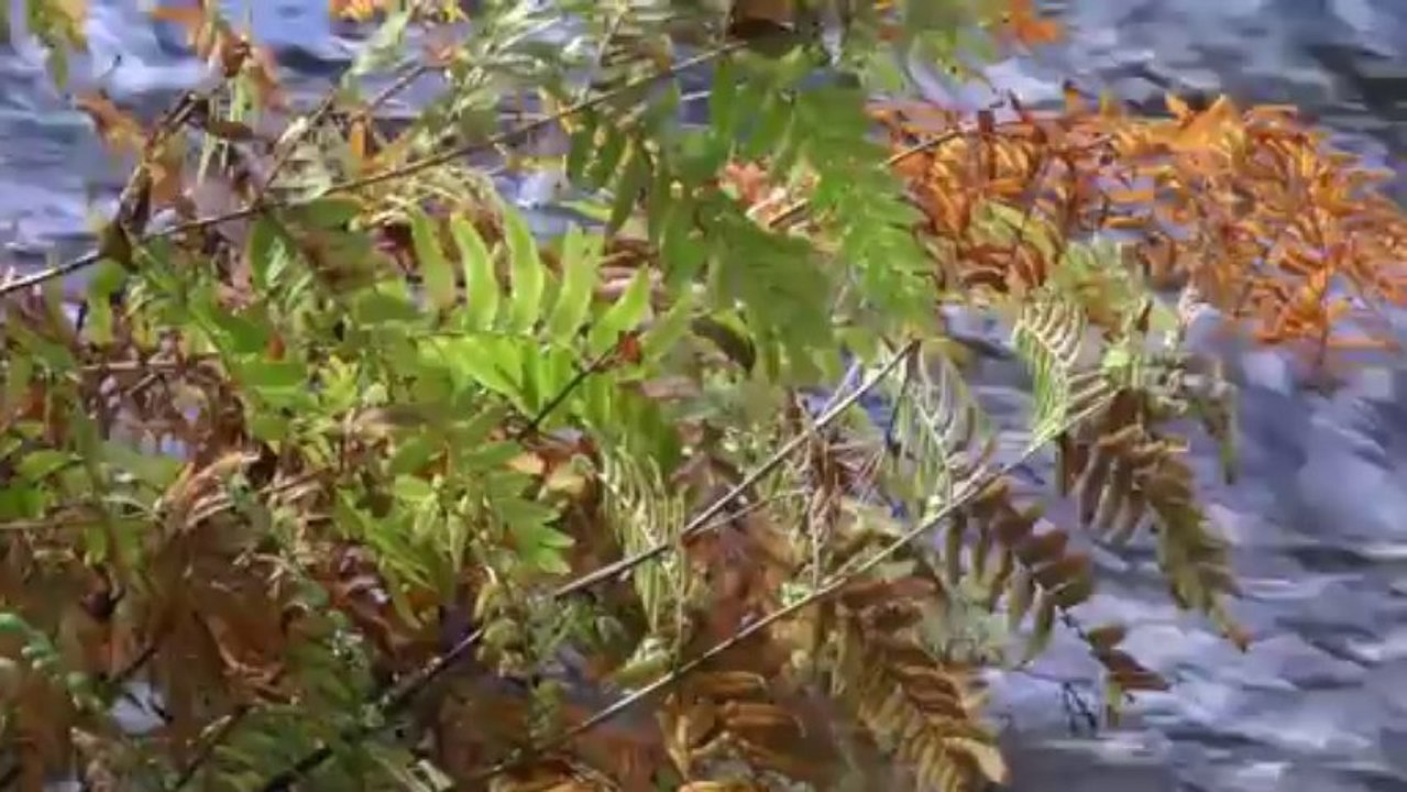reflets d'automne