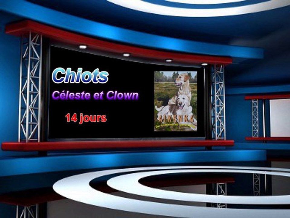 Chiots Céleste 14 jours