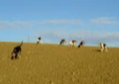 Equipage de la Haute Garenne : le travail des chiens