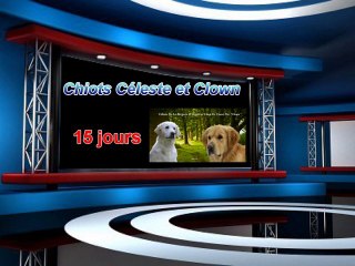 Chiots Céleste 15 jours