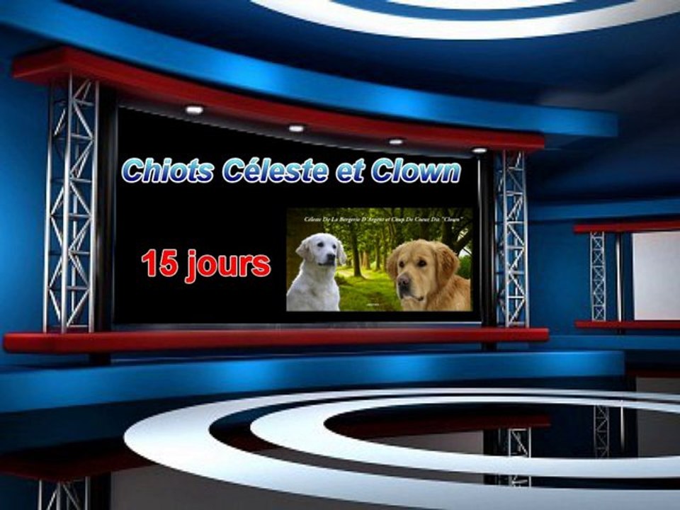 Chiots Céleste 15 jours