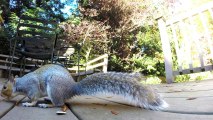 Squirrel and bluebirds 'battle' for lunch