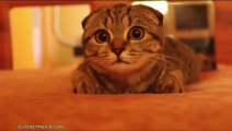 CAT Compilation : The CUTEST KITTEN EVER!