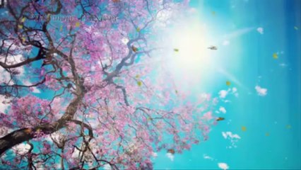 Türk halk müzigi show