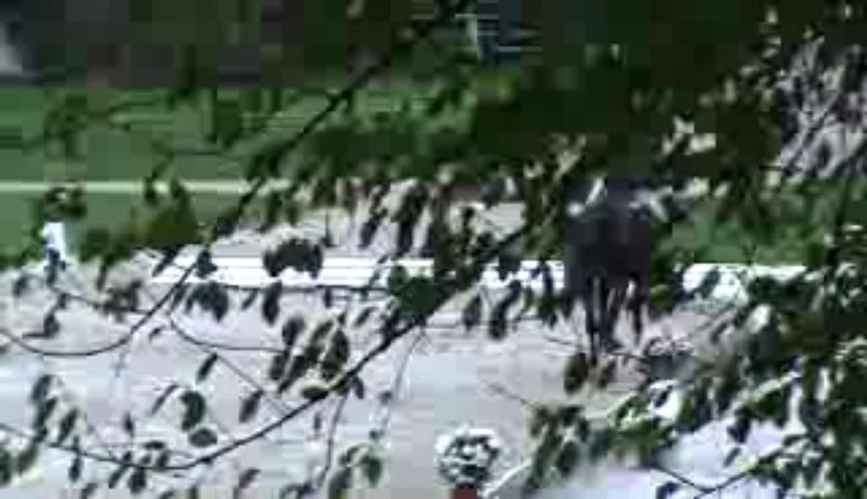 dress pompadour oberon