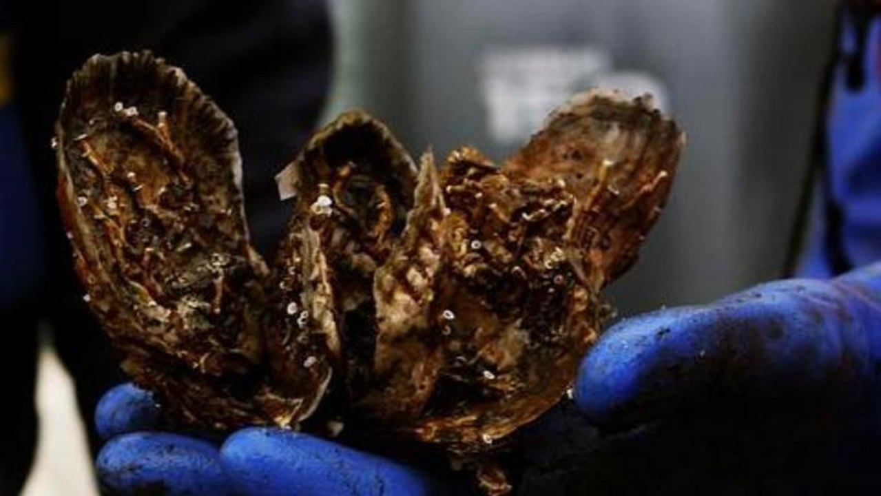 earthrise - Oyster Restoration