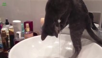 CATS hate Water?.. I'm not sure... Awesome cat compilation