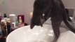 CATS hate Water?.. I'm not sure... Awesome cat compilation