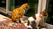 Cats and Kittens Meowing Compilation