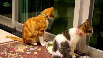 Cats and Kittens Meowing Compilation