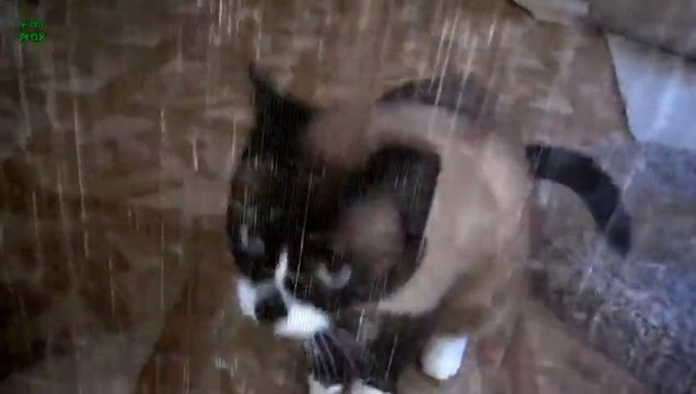 Compilation de CHATS trop mignons qui miaulent! maowwwww