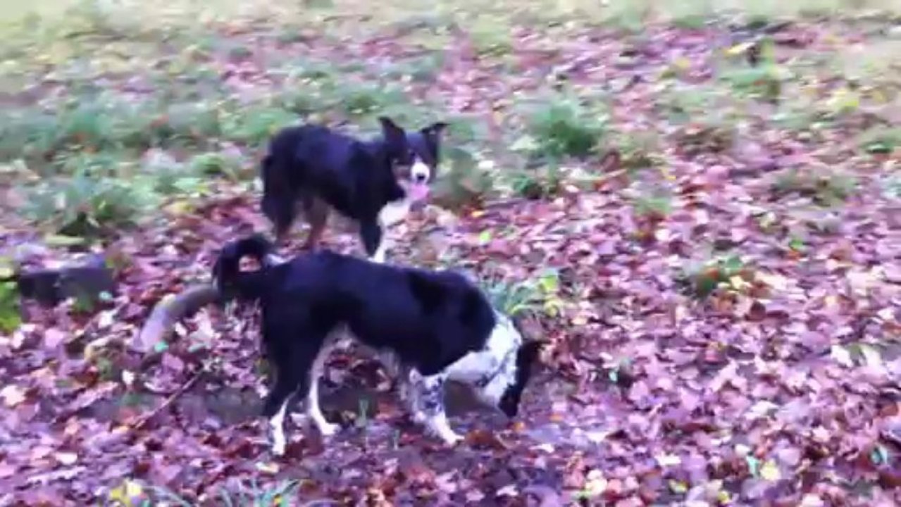 ballade automnale en forêt avec les loulous Gin fait le lapin :) 10-11-2013