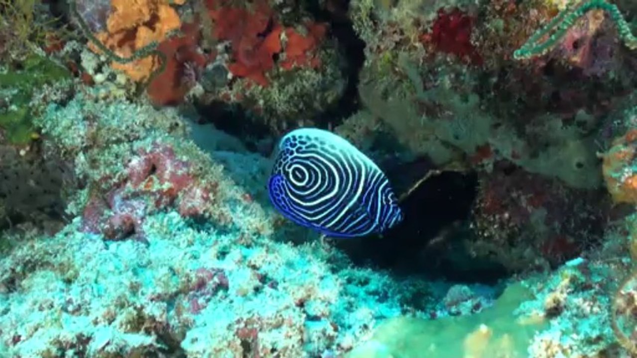 2013-10 teaser Maldives