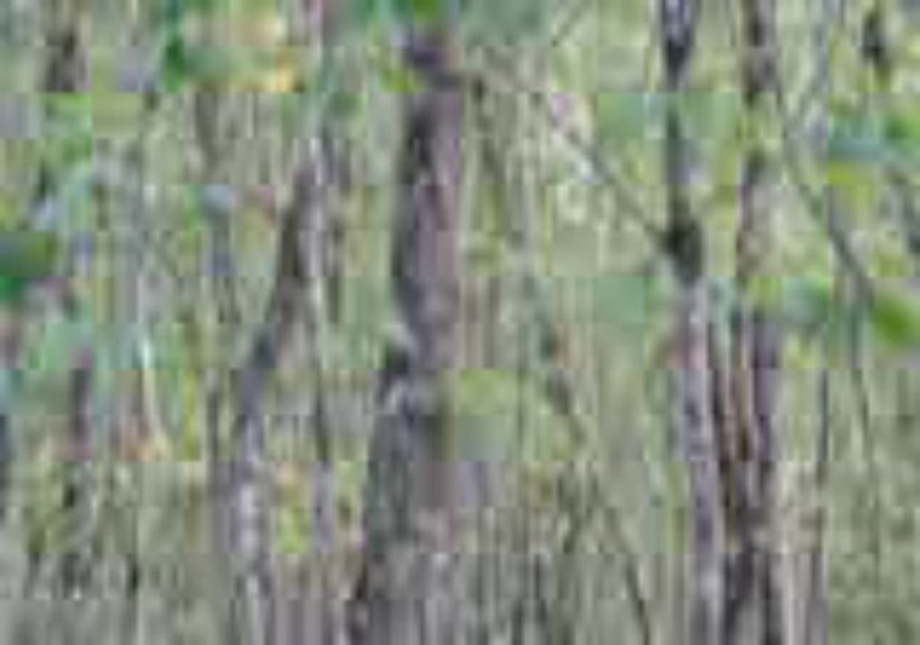 Equipage de la Haute Garenne : la chasse du lièvre au bois