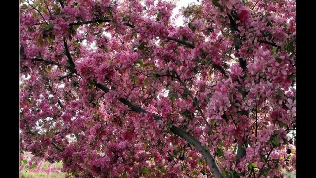 BVLGARI Omnia Green Jade Туалетна Вода-Спрей