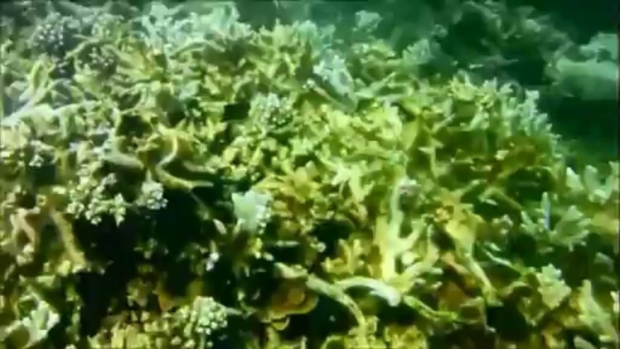 Les Cabanons à Mayotte