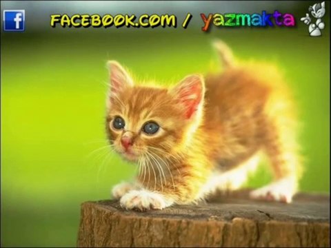 Adem KILIÇ - DİLARA