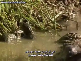 BBC WildlifeSpecialsCrocodile الحياة البرية التمساح القاتل مترجم
