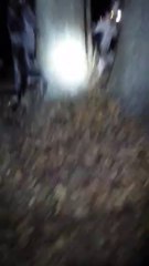 Blu and Pepper tree # 1 on Friday 11/8/2013