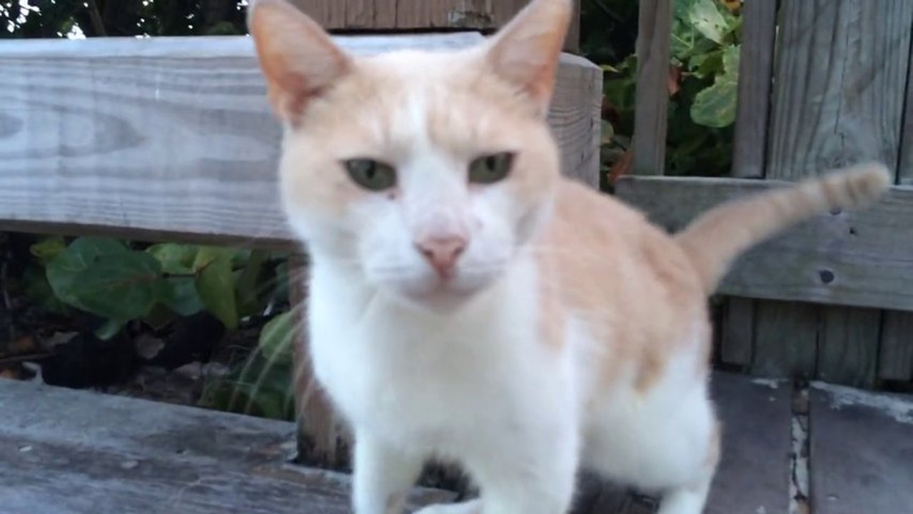 Homeless Cat on Boardwalk