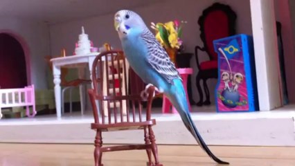 Budgie on the Rocking Chair