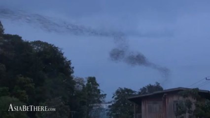 Mesmerizing Bats at Wat Khao Chong Pran Ratchaburi