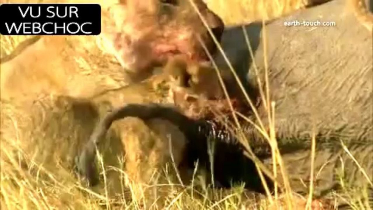 Éléphanteau mangé vivant