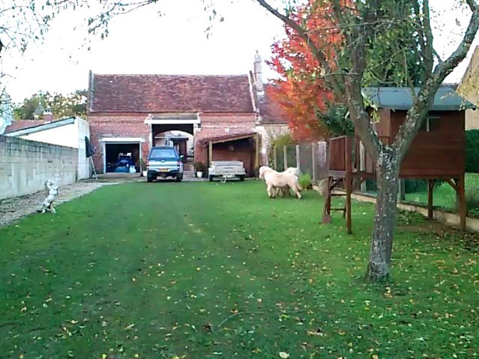 simba et spirit