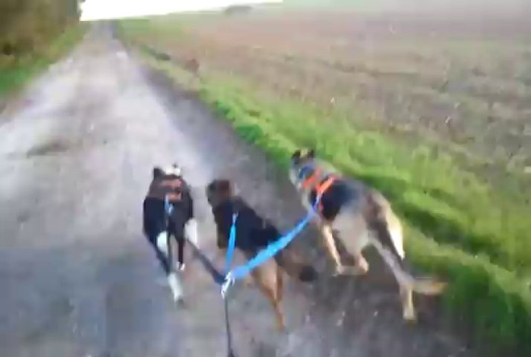 Canicross à 3 chiens