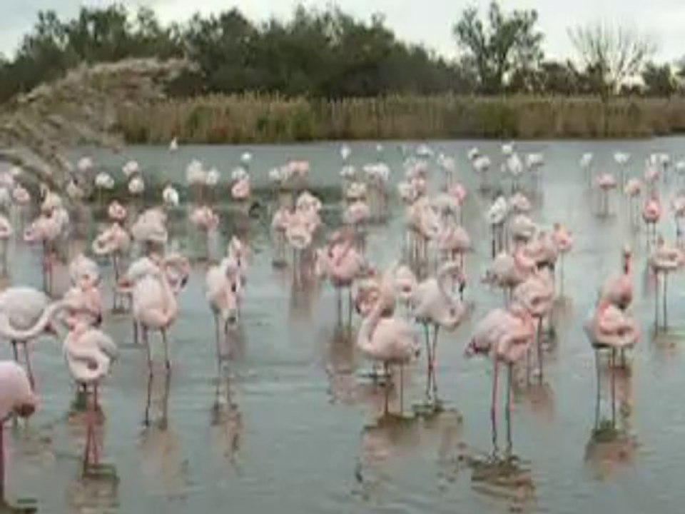 Flamand rose
