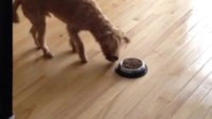 Dog Bows to Food Before Meal