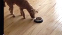 Dog Bows to Food Before Meal