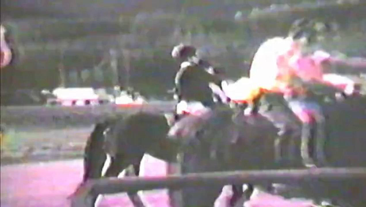 HORSES GONE WILD
