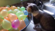 Cat Pops Water Balloons