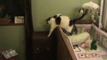 Sneaky Cat Fails