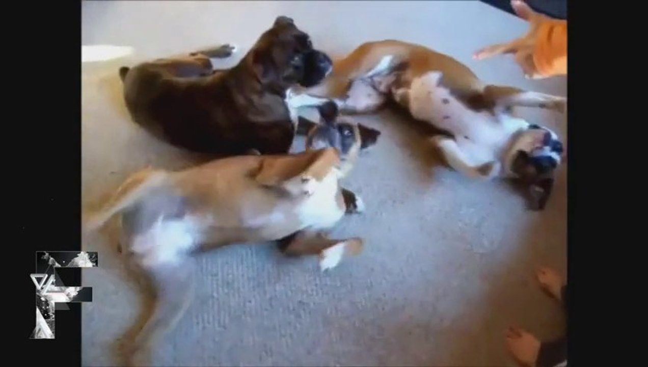 Animals Playing Dead - Dogs, Cats, Dolphins and bunnies... Amazing!