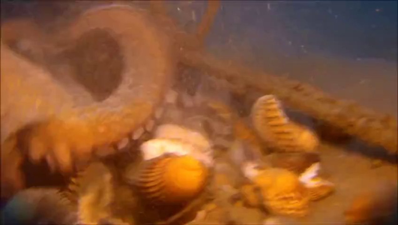 capbreton poulpe 2013