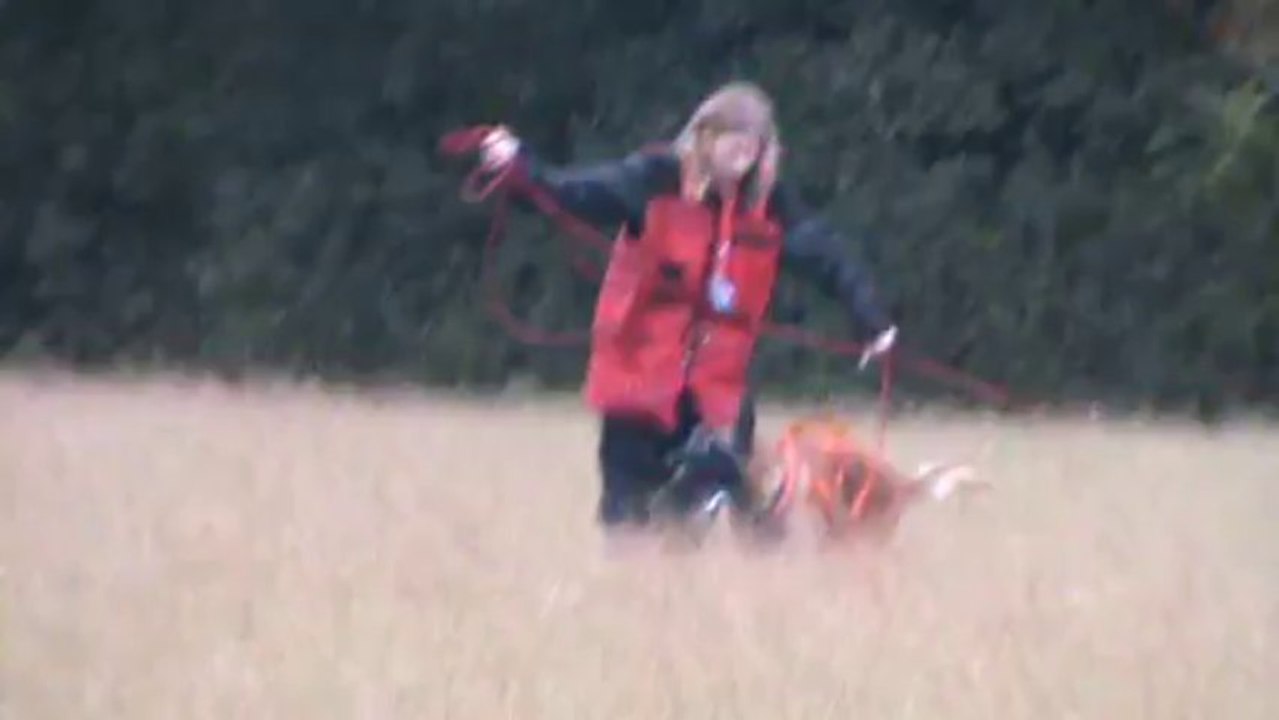 Hellboy du Domaine des Eclaireurs 12 mois en pistage français