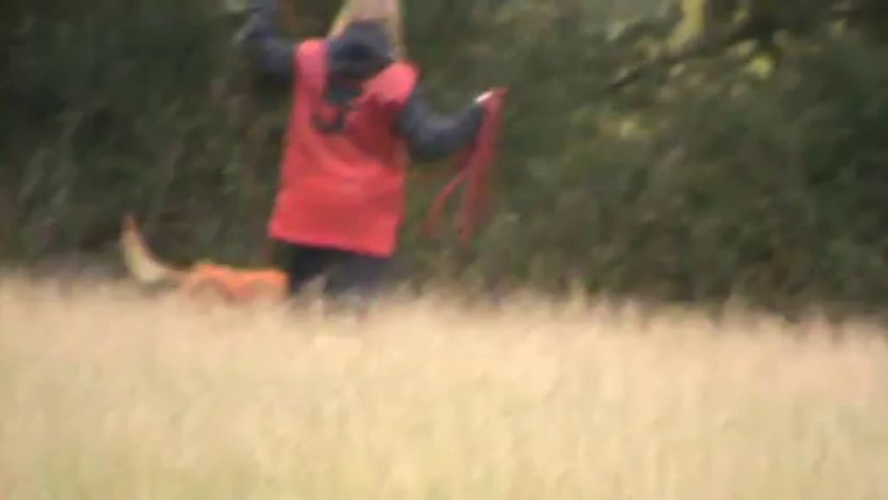 Entrainement pistage du 9 nov.2013 Hellboy du Domaine des Eclaireurs