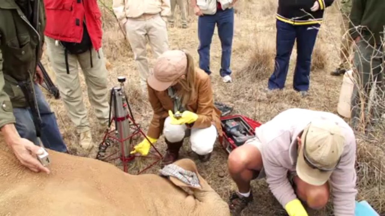 Gift ins Horn: Injektion soll Nashorn-Wilderer stoppen