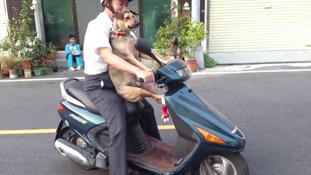 Chien monte à scooter comme un boss